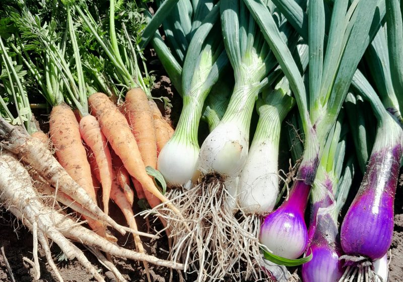 Zielone Gospodarstwo – Eko warzywa i owoce